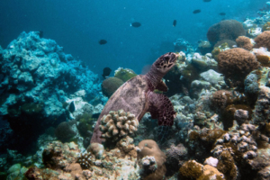 DogecoinMillionaire, hawksbill, adopted for $TRTL Hawksbill turtle on coral reef, Thanburaanu, Baa, Maldives. Image.