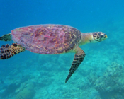 Hawksbill turtle swimming in the blue, Dhuni Kolhu House Reef, Baa Atoll, Maldives. Image.