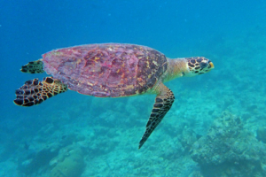 Lavender, hawksbill, adopted for Sabrina by Rene Duchkowitsch Hawksbill turtle swimming in the blue, Dhuni Kolhu House Reef, Baa Atoll, Maldives. Image.