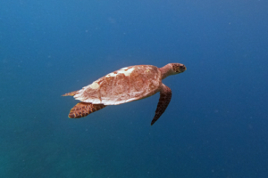 Mimi, hawksbill, adopted by Liu Tsang Ju for Lizabeth Hawksbill turtle in the blue, Muthaafushi, Baa Atoll, Maldives. Image.