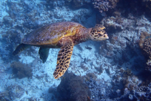 Laura Bay, hawksbill, adopted for Laura Hawksbill turtle, Muthaafushi, Baa Atoll, Maldives. Image.