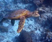 Hawksbill turtle, Muthaafushi, Baa Atoll, Maldives. Image.