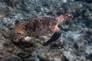Chewbacca, hawksbill, adopted for Chris by Jessica Hawksbill turtle, Muthaafushi, Baa Atoll, Maldives. Image.