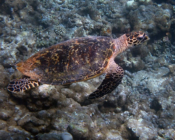 Hawksbill turtle, Muthaafushi, Baa Atoll, Maldives. Image.