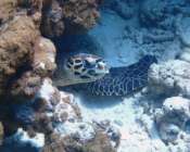 Hawksbill turtle under coral overhang, Muthaafushi, Baa Atoll, Maldives. Image.