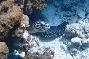 Jarvis, hawksbill, adopted by Dominik Hawksbill turtle under coral overhang, Muthaafushi, Baa Atoll, Maldives. Image.