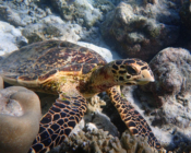 Hawksbill, Milaidhoo, Baa Atoll, Maldives. Image.
