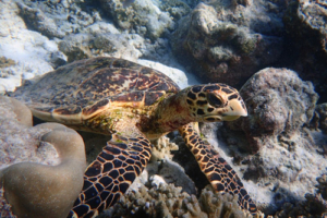Ernie, hawksbill, adopted by Emily A Rojas Hawksbill, Milaidhoo, Baa Atoll, Maldives. Image.