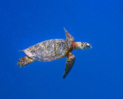 Hawksbill, Muthaafushi, Baa Atoll, Maldives. Image.