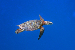 Atlas, hawksbill, adopted for Emma Hawksbill, Muthaafushi, Baa Atoll, Maldives. Image.
