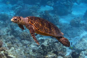 Hunter, hawksbill, adopted for Isabelle by Alicia Stellwagen Hawksbill turtle, Dhuni Kolhu Thila, Baa Atoll, Maldives. Image.