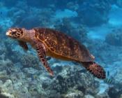 Hawksbill turtle, Dhuni Kolhu Thila, Baa Atoll, Maldives. Image.