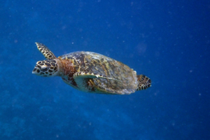 Emory Jasmine Daya, hawksbill, adopted for Pia by D Daya Hawksbill swimming in the blue, Muthaafushi, Baa Atoll, Maldives. Image.