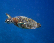 Hawksbill swimming in the blue, Muthaafushi, Baa Atoll, Maldives. Image.