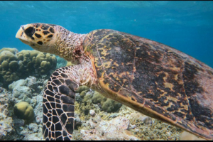 Frau Kunz, hawksbill, adopted for max by Vanessa Dutoit Hawksbill turtle, Amilla, Baa Atoll, Maldives. Image.
