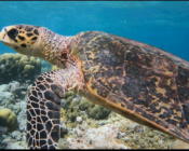 Hawksbill turtle, Amilla, Baa Atoll, Maldives. Image.