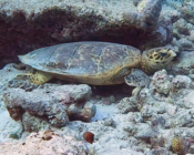 Hawksbill turtle, Muthaafushi, Baa Atoll, Maldives. Image.