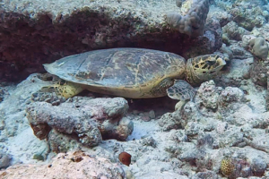 Donatello, hawksbill, adopted Hawksbill turtle, Muthaafushi, Baa Atoll, Maldives. Image.