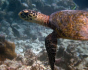 Hawksbill turtle, Muthaafushi, Baa Atoll, Maldives. Image.