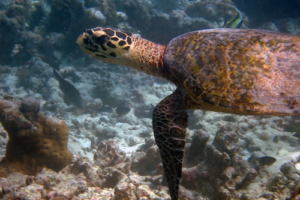 Aleyna, hawksbill, adopted by Thorsten Albrecht Hawksbill turtle, Muthaafushi, Baa Atoll, Maldives. Image.