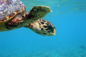 Animo, hakwsbill, adopted for Anita & Mona Hawksbill turtle, Amilla, Baa Atoll, Maldives. Image.