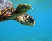 Hawksbill turtle, Amilla, Baa Atoll, Maldives. Image.