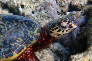 Butler, hawksbill, adopted by Zen Name and adopt a turtle. Image.