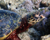 Name and adopt a turtle. Image.