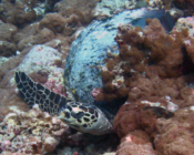 Hawksbill turtle, Dhonfanu, Baa Atoll, Maldives. Image.