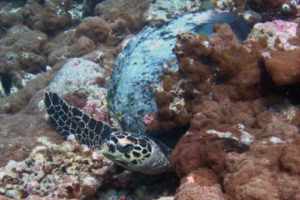 Tinchen, hawksbill, adopted Hawksbill turtle, Dhonfanu, Baa Atoll, Maldives. Image.