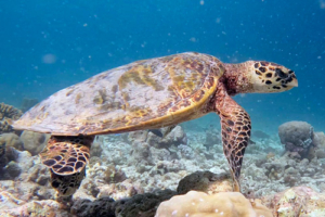 Paul, hawksbill, adopted for Paul Hawksbill Dhonfanu, Baa Atoll, Maldives. Image.
