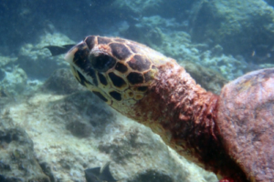 Leo, hawksbill, adopted for Benny & Mama by Sonja Hawksbill, Amilla, Baa Atoll, Maldives. Image.