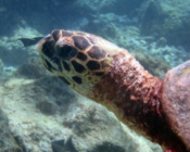 Hawksbill, Amilla, Baa Atoll, Maldives. Image.