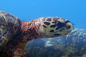 Soup, hawksbill, adopted Hawksbill turtle, Fulaadhoo, Baa Atoll, Maldives. Image.