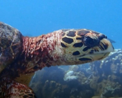 Hawksbill turtle, Fulaadhoo, Baa Atoll, Maldives. Image.