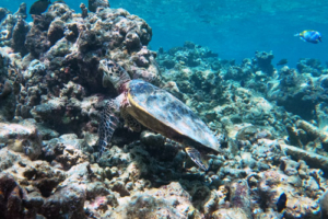 Cosmo, hawksbill, adopted for Hendrik & Lilia by Elena Hawksbill turtle, Muthaafushi, Baa Atoll, Maldives. Image.