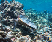 Hawksbill turtle, Muthaafushi, Baa Atoll, Maldives. Image.