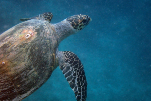Jeff, hawksbill, adopted for Richard Name and adopt a turtle, Maldives. Image.