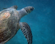 Name and adopt a turtle, Maldives. Image.