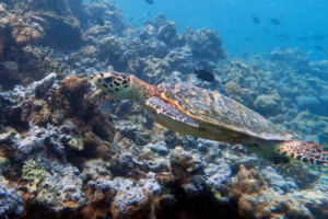 Elina, hakwsbill, adoted by Fejes Norbert Hawksbill turtle swimming over the reef, Muthaafushi, Baa Atoll, Maldives. Image.