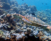 Hawksbill turtle swimming over the reef, Muthaafushi, Baa Atoll, Maldives. Image.
