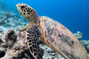 Sophia, hawksbill, adopted for Sophie by Robert Hawksbill, Dhoogadu Giri, Baa Atoll, Maldives. Image.
