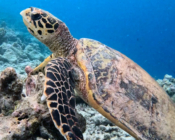 Hawksbill, Dhoogadu Giri, Baa Atoll, Maldives. Image.