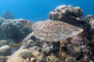 Jonny, hawksbill, adopted for Jonathan Hawksbill turtle, Kihaa, Baa Atoll, Maldives. Image.