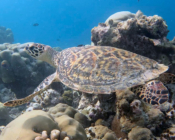 Hawksbill turtle, Kihaa, Baa Atoll, Maldives. Image.