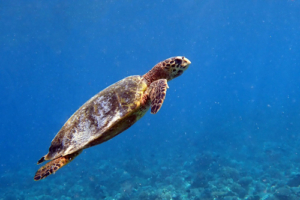 Marley, hawksbill, adopted by the Babenko family in the loving memory of the best friend Hawksbill turtle swimming up to breathe, Hannubey Gaa, Baa atoll, Maldives. Image.