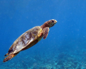 Hawksbill turtle swimming up to breathe, Hannubey Gaa, Baa atoll, Maldives. Image.