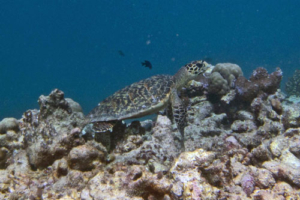 Wilbur, hawksbill, adopted by Franklin Adopted hawksbill turtle, Maldives.