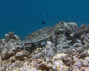 Adopted hawksbill turtle, Maldives.