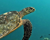 Adopted green turtle, maldives. Image.